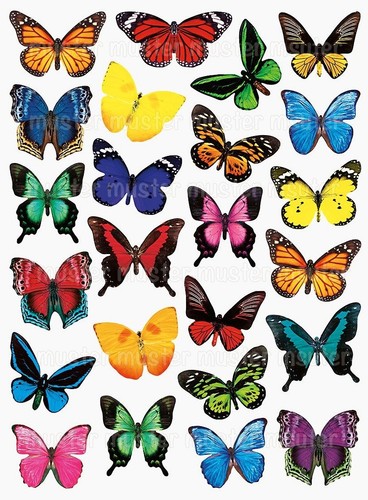 Schmetterling eßbar